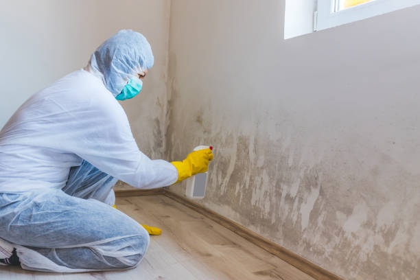 Licensed Basement Mold Remediation service in Springfield, CO - WQB Mold Removal