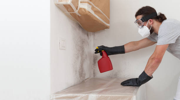 Professional Basement Mold Remediation technician working in Springfield, CO