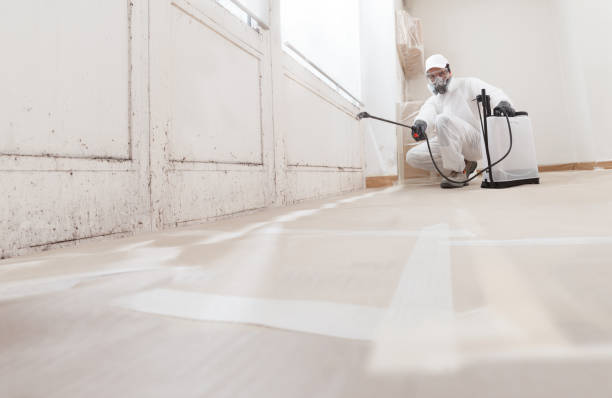 24/7 Emergency Basement Mold Remediation experts in Springfield, CO
