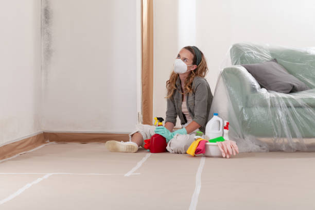 Reliable Basement Mold Remediation contractor in Springfield, CO by WQB Mold Removal