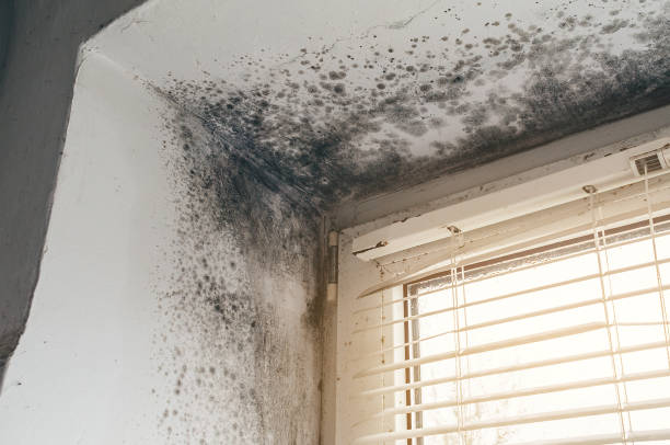 Affordable Basement Mold Remediation solutions in Springfield, CO