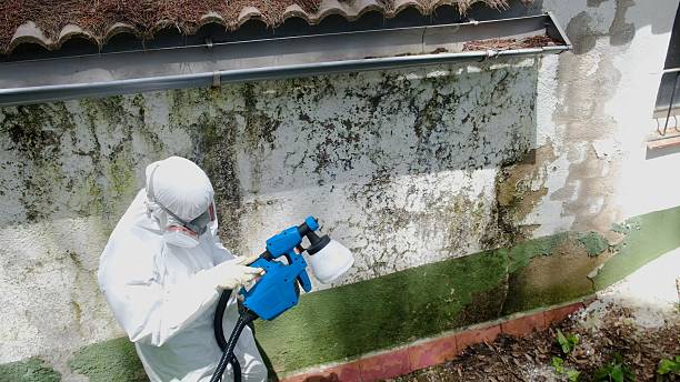 Top rated local Basement Mold Remediation specialists in Springfield, CO